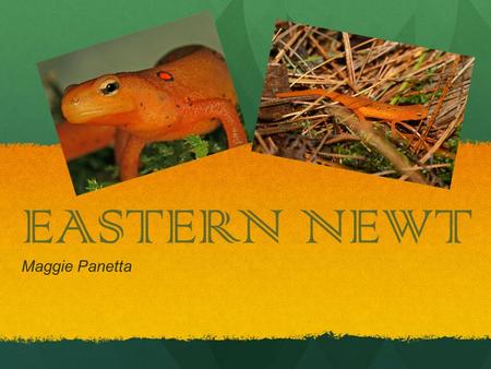 EASTERN NEWT Maggie Panetta. Classification Common Name: Eastern Newt or Red-Spotted Newt Scientific Name: notophthalimus viridescens Kingdom Name: Animalia.