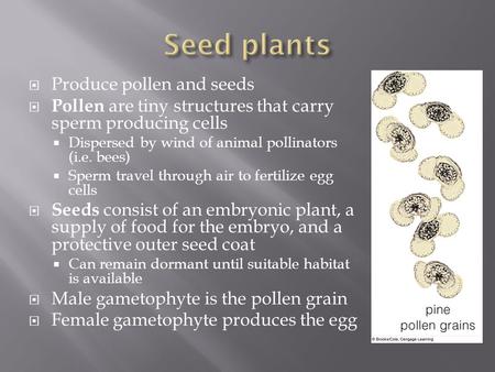  Produce pollen and seeds  Pollen are tiny structures that carry sperm producing cells  Dispersed by wind of animal pollinators (i.e. bees)  Sperm.