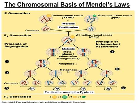 The Chromosomal Basis of Mendel’s Laws. Mendel’s “principle of segregation” a.pairs of genes on homologous chromosomes separate gamete (meiosis) during.
