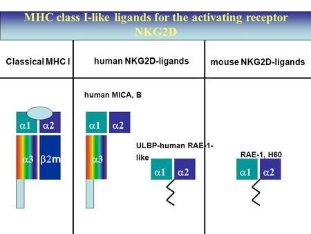 11 22 33  m 11 22 33 11 22 11 22 Classical MHC I human MICA, B ULBP-human RAE-1- like human NKG2D-ligands mouse NKG2D-ligands RAE-1,