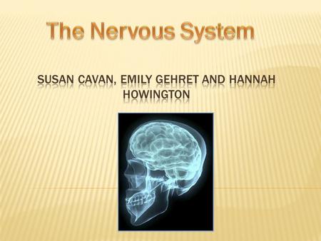  Nervous system helps coordinate body functions to maintain homeostasis  Enables body to respond to changing conditions  Nerve cells are called neurons-
