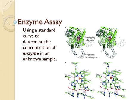Enzyme Assay Using a standard curve to determine the concentration of enzyme in an unknown sample.