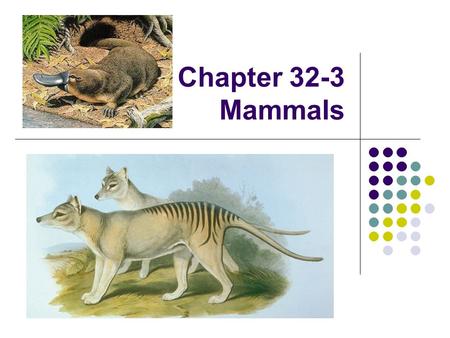 Chapter 32-3 Mammals.