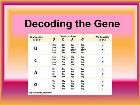 Decoding the Gene. The Genetic Code is contained in a three- letter sequence called a codon. A codon consists of three consecutive nucleotides, which.