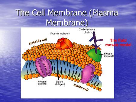 The Cell Membrane (Plasma Membrane) The fluid mosaic model.