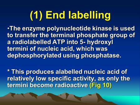 (1) End labelling The enzyme polynucleotide kinase is used to transfer the terminal phosphate group of a radiolabelled ATP into 5- hydroxyl termini of.