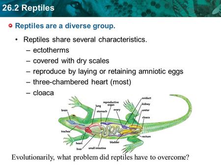 26.2 Reptiles Reptiles are a diverse group. Reptiles share several characteristics. –ectotherms –covered with dry scales –reproduce by laying or retaining.