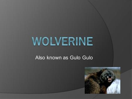 Wolverine Also known as Gulo Gulo.