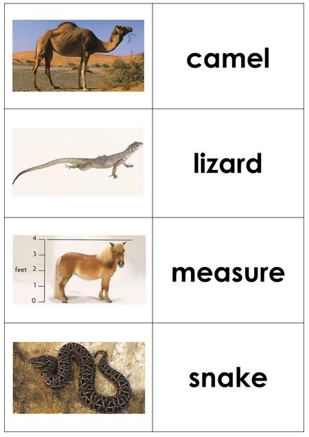 Camel lizard measure snake.