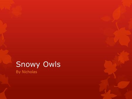 Snowy Owls By Nicholas.