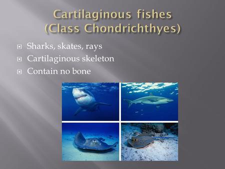  Sharks, skates, rays  Cartilaginous skeleton  Contain no bone.