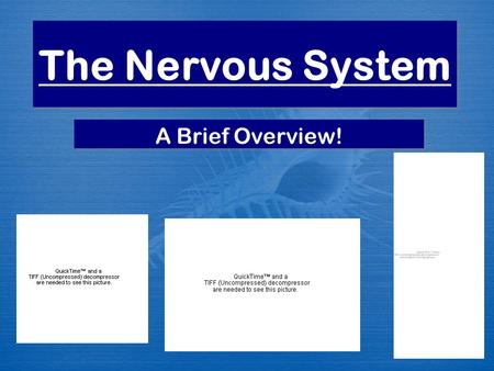 The Nervous System A Brief Overview!. What you will understand at the end of this lecture:  Functions of the nervous system  Divisions of the nervous.