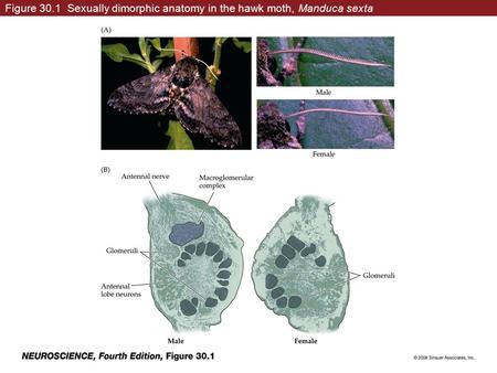 Figure 30.1 Sexually dimorphic anatomy in the hawk moth, Manduca sexta