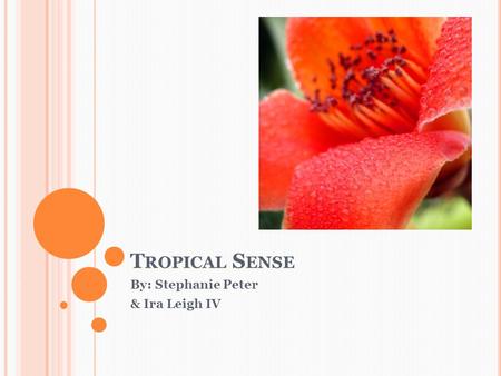 T ROPICAL S ENSE By: Stephanie Peter & Ira Leigh IV.
