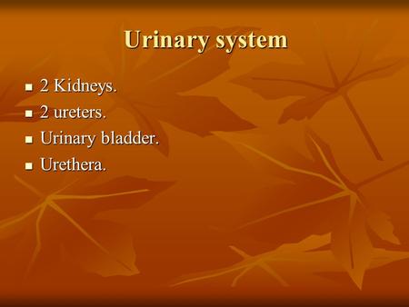 Urinary system 2 Kidneys. 2 Kidneys. 2 ureters. 2 ureters. Urinary bladder. Urinary bladder. Urethera. Urethera.