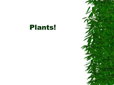 Plants!. Chloroplast: organelle Chlorophyll: green pigment  Pigment: substance that reflects some light and absorbs the rest.
