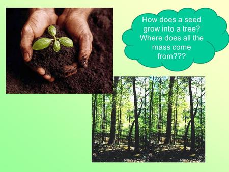 How does a seed grow into a tree? Where does all the mass come from???