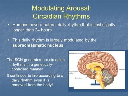 Modulating Arousal: Circadian Rhythms Humans have a natural daily rhythm that is just slightly longer than 24 hours This daily rhythm is largely modulated.