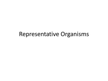 Representative Organisms. Protists Transport and Excretion: carry out diffusion to get nutrients into the cell and waste out of the cell – Once inside.
