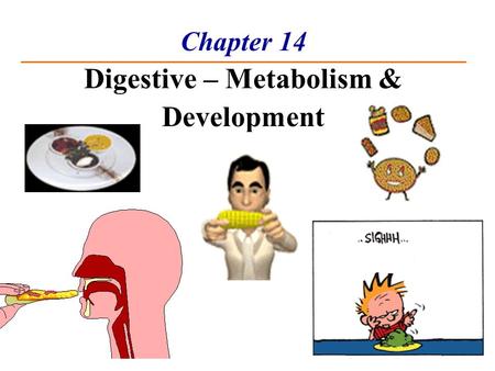 Chapter 14 Digestive – Metabolism & Development