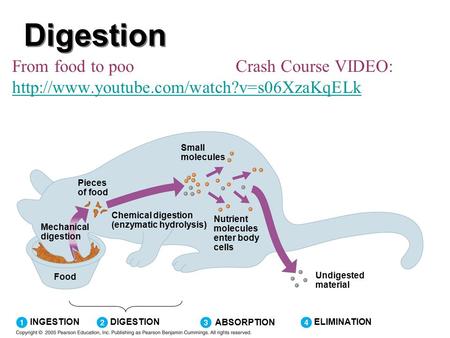 Digestion From food to poo Crash Course VIDEO:   Pieces of food Chemical.