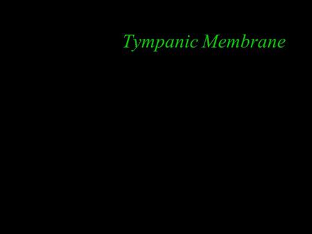 Tympanic Membrane.