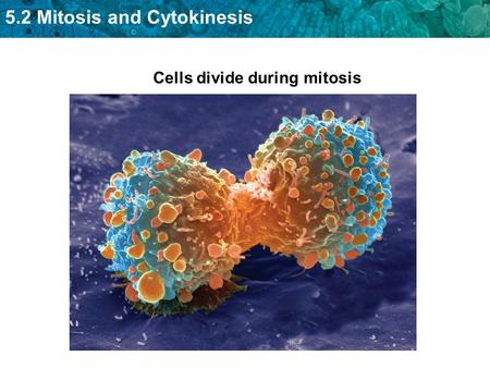 5.2 Mitosis and Cytokinesis Cells divide during mitosis.