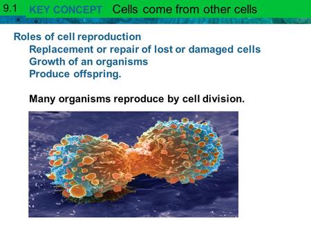 9.1 KEY CONCEPT   Cells come from other cells