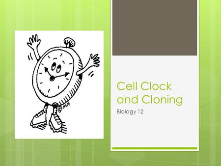 Cell Clock and Cloning Biology 12. Review of Mitosis:  Mitosis occurs in all body cells (aka somatic cells) except egg and sperm  Mitosis maintains.