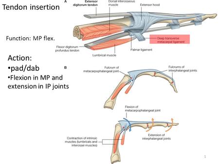 Tendon insertion Action: pad/dab Flexion in MP and extension in IP joints 1 Function: MP flex.