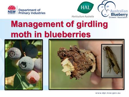 Management of girdling moth in blueberries