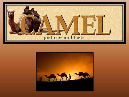 The Desert Camel. The Desert Camel Ata Allah The people of the desert call the camel Ata Allah, “God’s Gift.” The camel provides the desert nomad with: