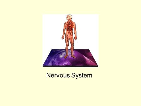 Nervous System. The entire nervous system is composed of nerves.