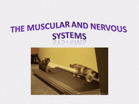 The Muscular System Muscles contribute to the outward appearance of animals and are essential for movement, posture, breathing, circulation, digestion,