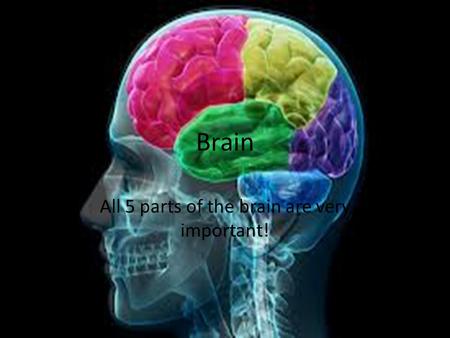 Brain All 5 parts of the brain are very important!