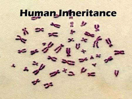 Human Inheritance. Review – What is Heredity? Heredity is the passing of traits from parents to offspring Genes are passed from parents to offspring (**Remember.