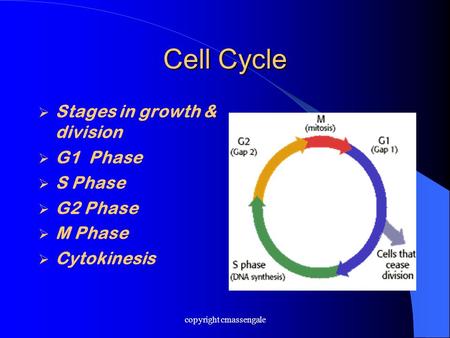 Cell Cycle  Stages in growth & division  G1 Phase  S Phase  G2 Phase  M Phase  Cytokinesis copyright cmassengale.