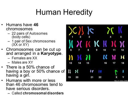 Human Heredity Humans have 46 chromosomes –22 pairs of Autosomes (body cells) –1 pair of Sex chromosomes (XX or XY) Chromosomes can be cut up and arranged.