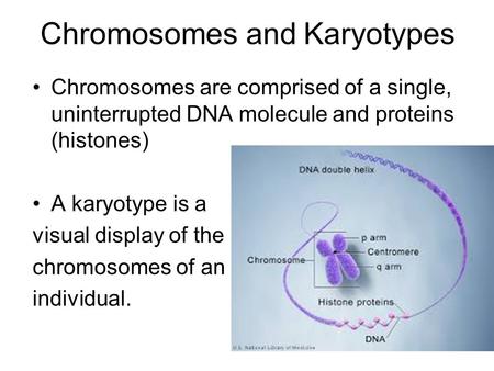 Chromosomes and Karyotypes Chromosomes are comprised of a single, uninterrupted DNA molecule and proteins (histones) A karyotype is a visual display of.