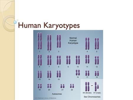 Human Karyotypes Human Karyotypes. Normal Female: 46, XX.