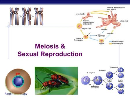 Regents Biology 2006-2007 Meiosis & Sexual Reproduction.