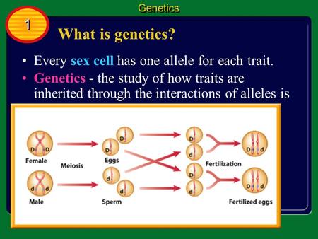What is genetics? 1 Every sex cell has one allele for each trait.