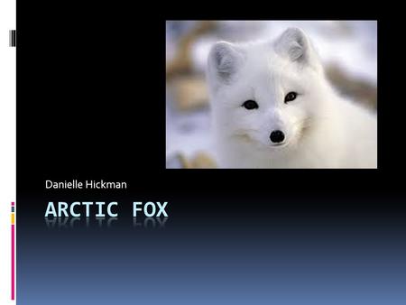Danielle Hickman. Names  Scientific Name: Vulpes lagopus  Common Name: Arctic Fox.