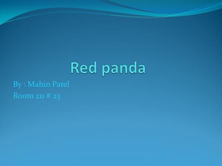 By : Mahin Patel Room 211 # 23. Red panda’s Food The Red panda eats insects, and fruits when the weather is warm enough. The Red panda also chews on.