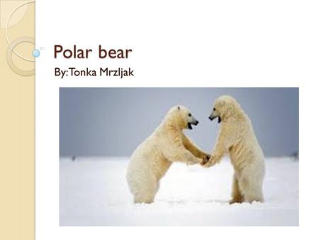 Polar bear By:Tonka Mrzljak. HABITAT polar bear is a marine mammal because it spends many months of the year at sea However, it is the only living marine.