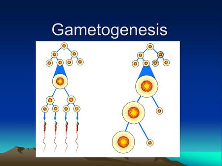 Gametogenesis. Gametogenesis Gametogenesis is the creation of gametes. In males, it is spermatogenesis, creation of sperm. In females, it is oogenesis,