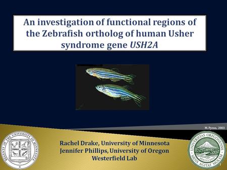 Rachel Drake, University of Minnesota Jennifer Phillips, University of Oregon Westerfield Lab M. Pyron, 2003 1.