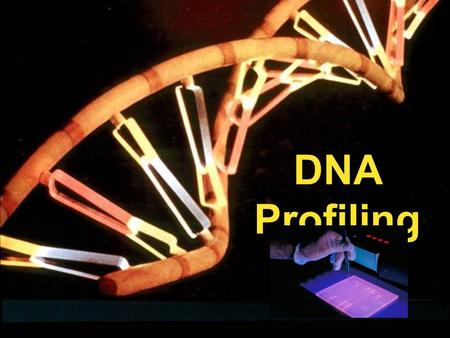 DNA Profiling. Some Phraseology Recall from general biology the heirarchy of structure of DNA: –Humans carry 2 copies of the DNA in their cells (diploid).