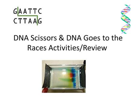 DNA Scissors & DNA Goes to the Races Activities/Review