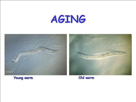 AGING Young worm Old worm. Mutants in daf-2 are long lived Mutants in daf-2 are long lived daf-2 encodes an insulin/IGF-1 receptor homolog.